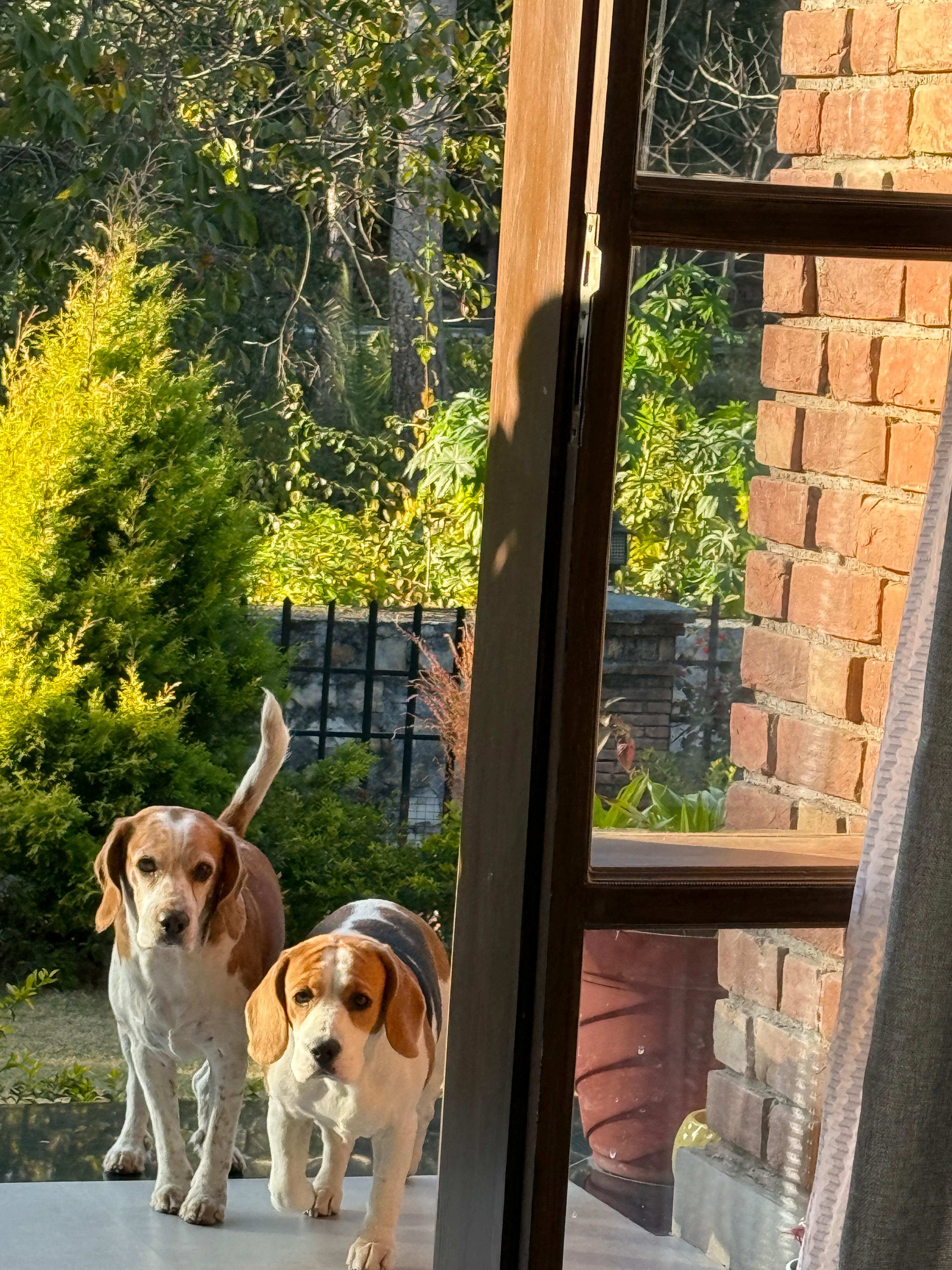 Open garden lawns perfect for pets at The Abode Living Dehradun